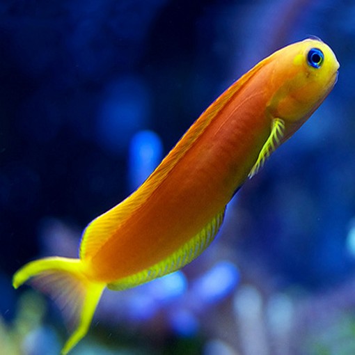 Ecsenius Midas - Gold - Schleimfisch