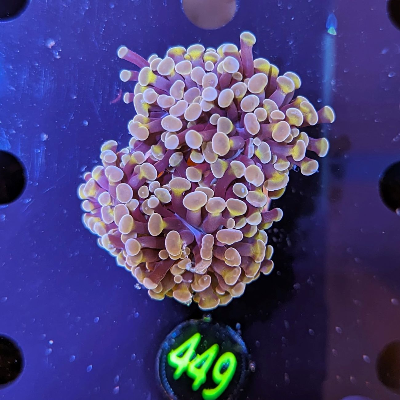 Euphyllia paraancora 1 Kopf "Rosegold" 0365