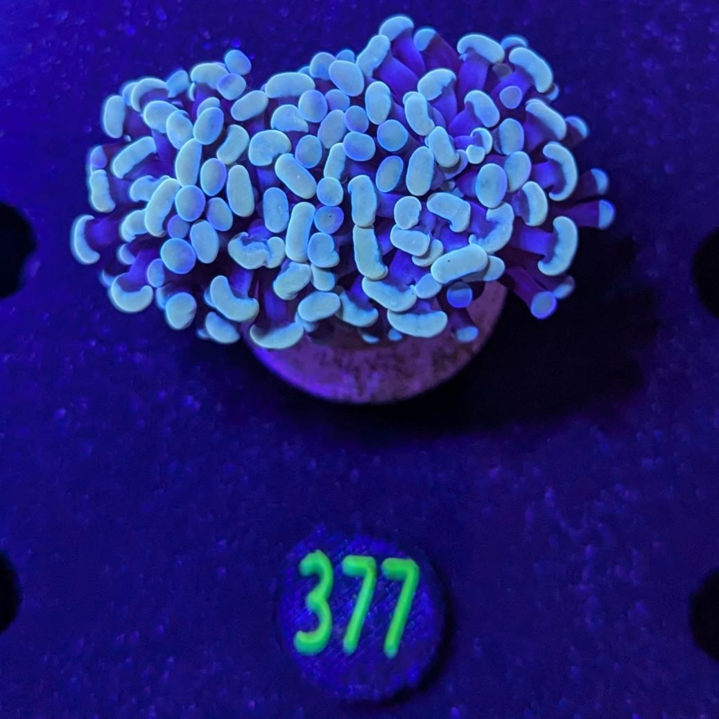 Euphyllia paraancora 2 Kopf "gold multi" 0377