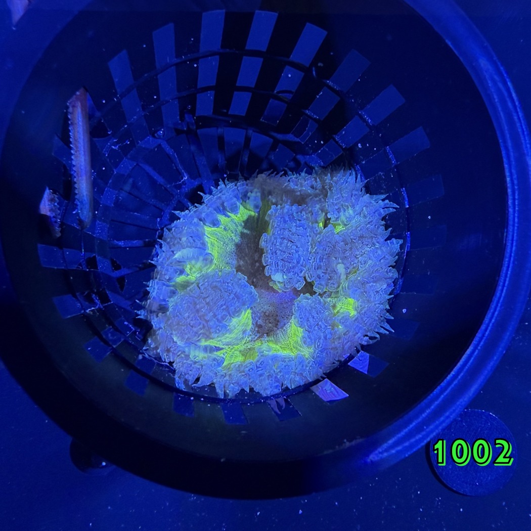 Phymanthus crucifer - Perlenanemone WYSIWYG 1002