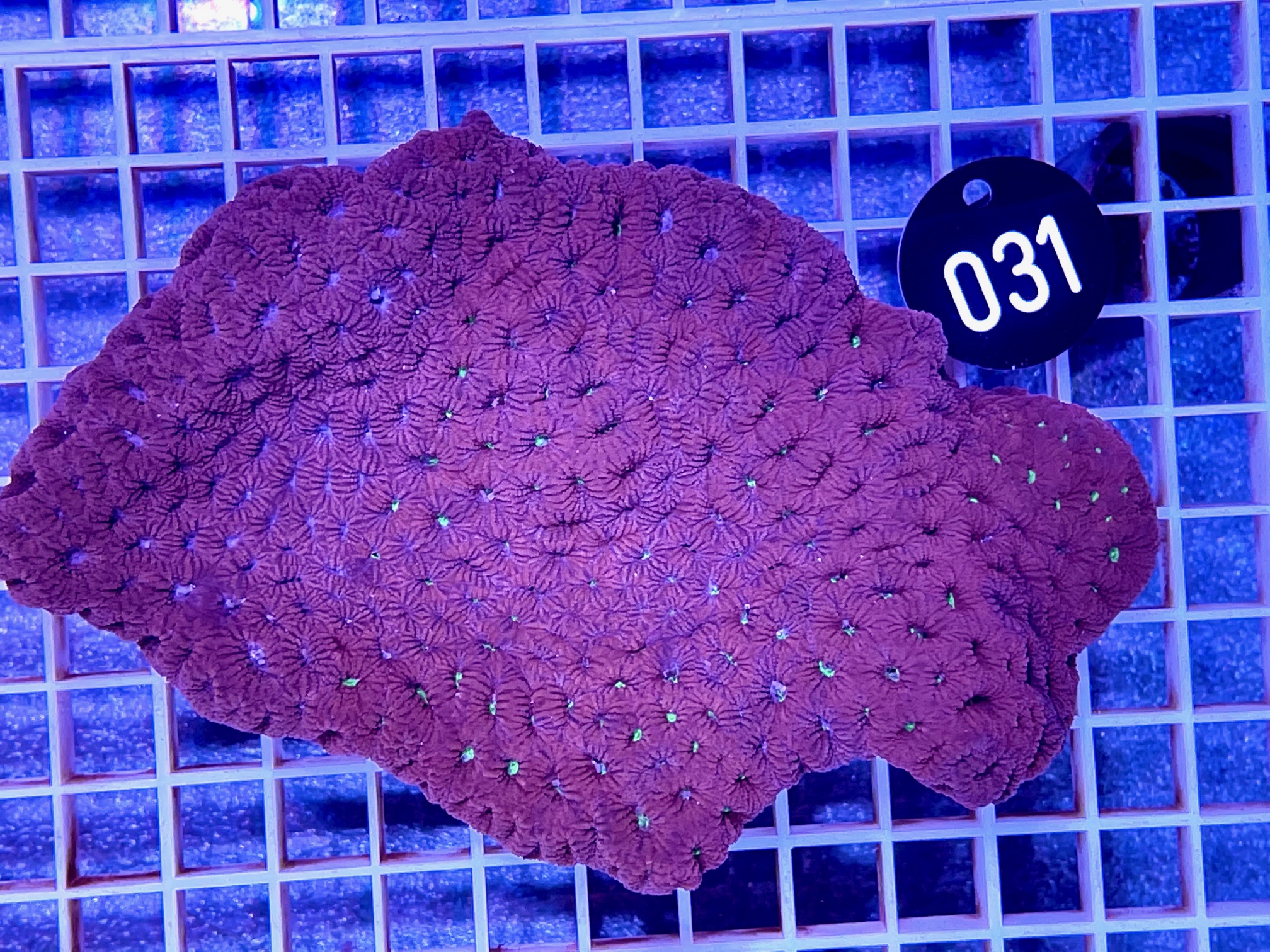 Favia War Coral Red - WYSIWYG 074 (031)