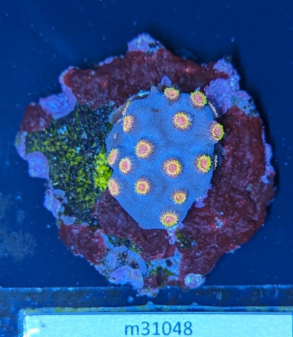 Cyphastrea sp. - Meterorschauer Koralle Lila/Roter Mund Deutsche Nachzucht 019