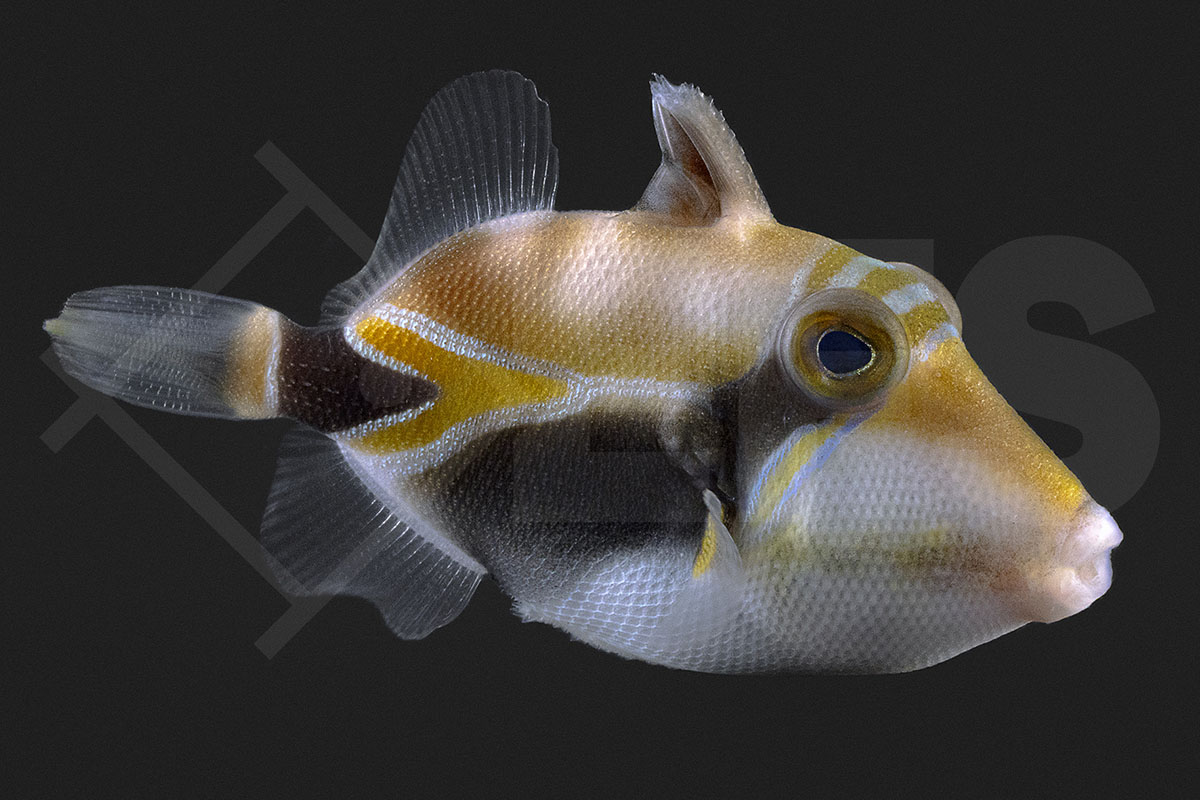 Rhinecanthus rectangulus - Diamant Picassodrückerfisch