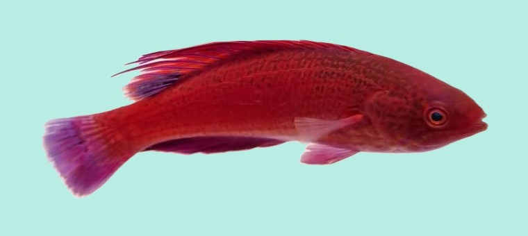 Paracheilinus lineopunctatus - Roter Zwerglippfisch