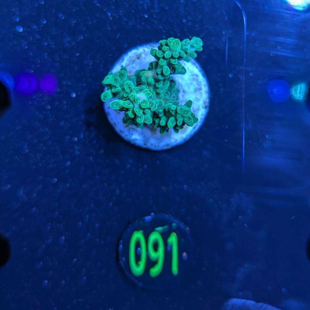 Acropora latistella - Tischkoralle Deutsche Nachzucht 0091