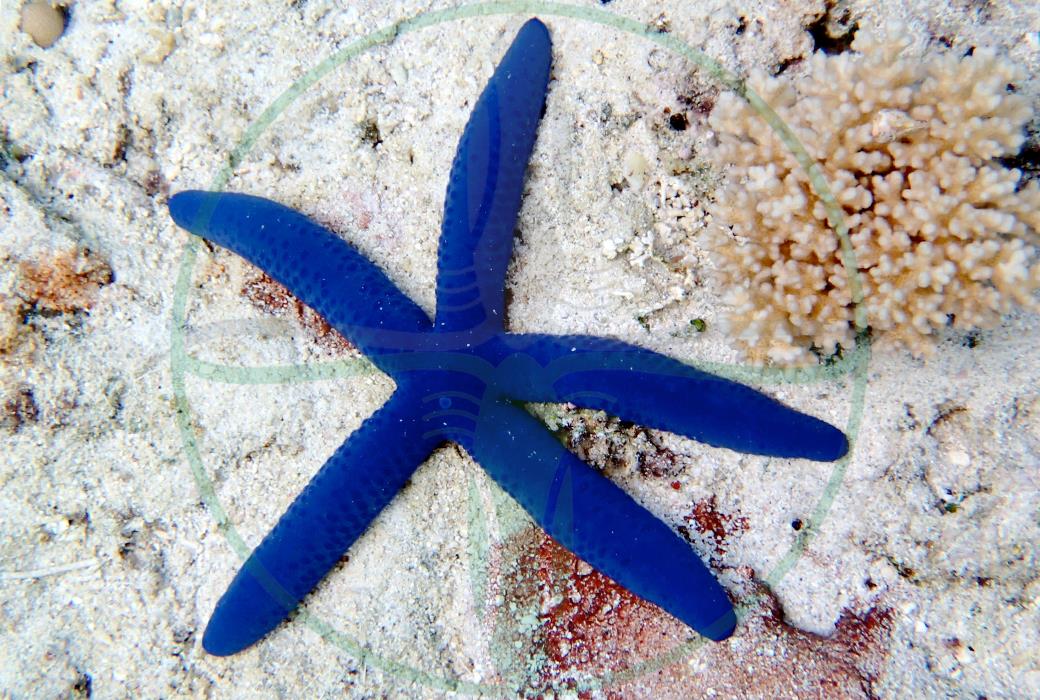 Linckia laevigata - Blauer Seestern