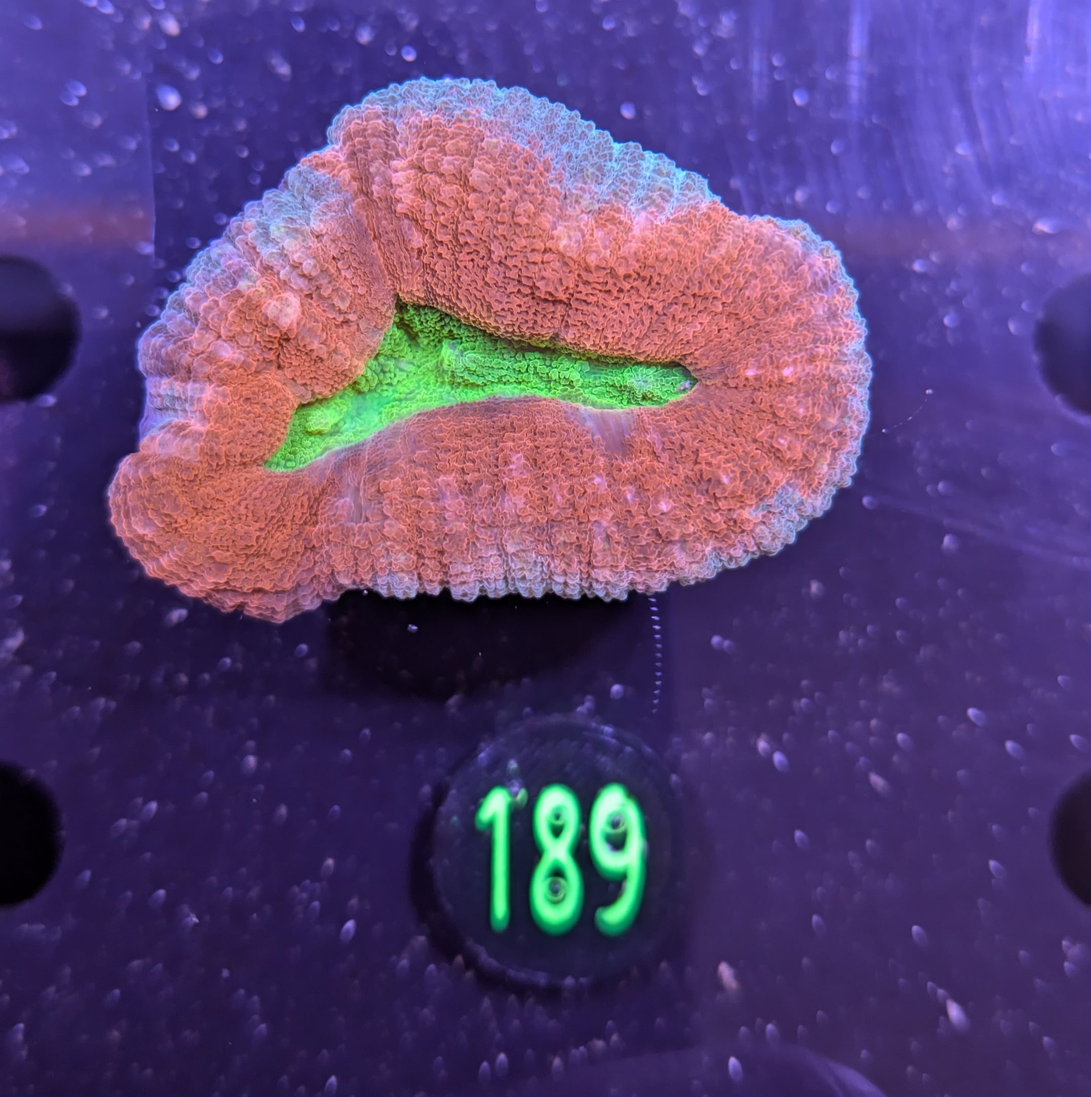 Lobophyllia sp. 0189