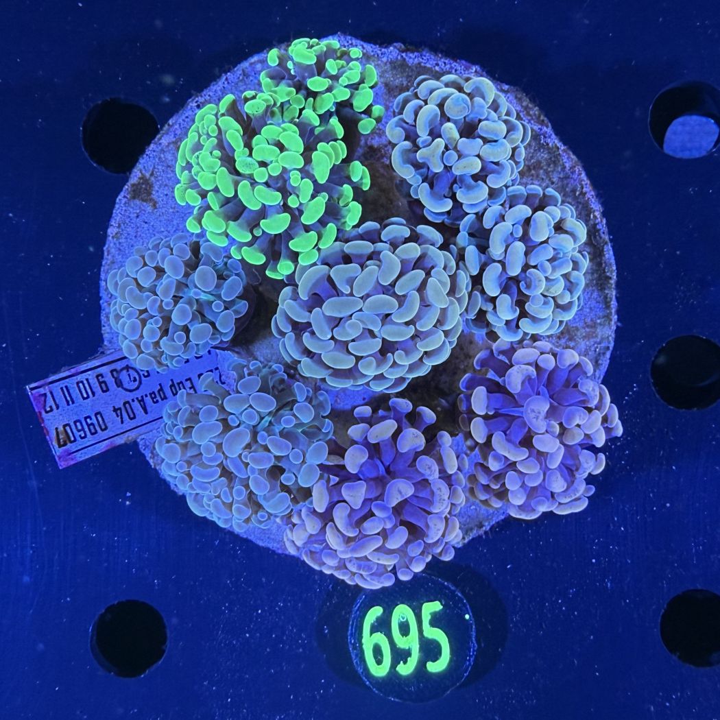 Euphyllia paraancora Kolonie WYSIWYG 0695