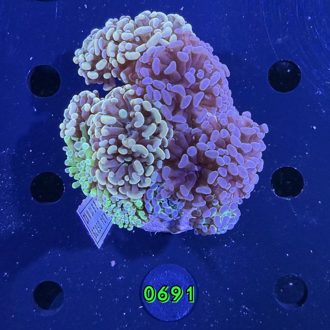 Euphyllia paraancora Kolonie WYSIWYG 0691