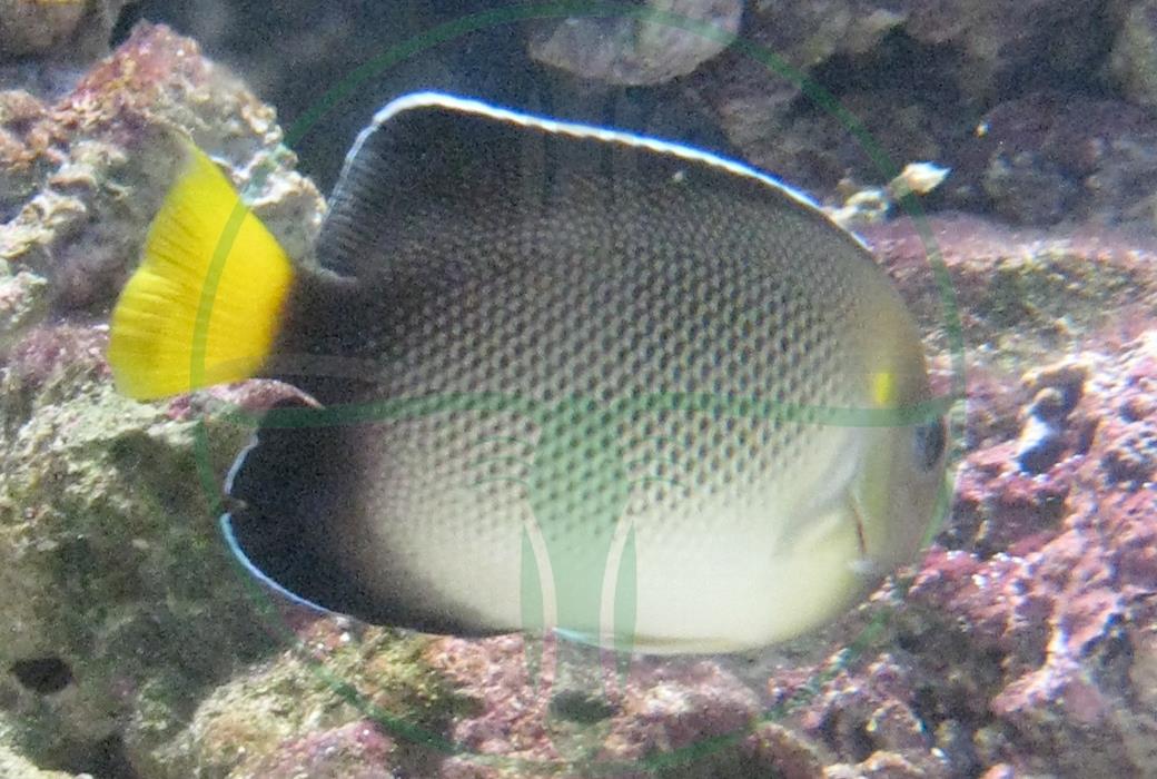 Apolemichthys xanthurus - Indischer Rauchglas Kaiserfisch