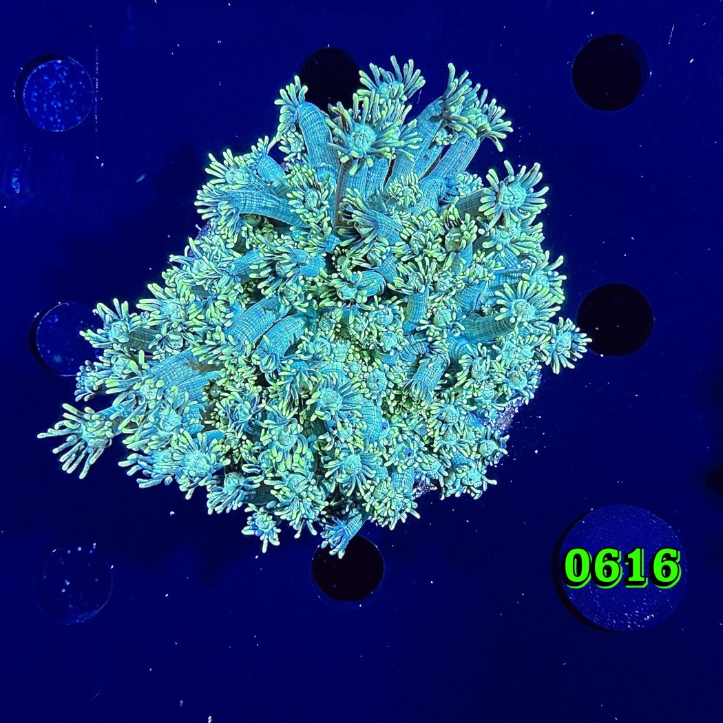 Goniopora sp. WYSIWYG 0616