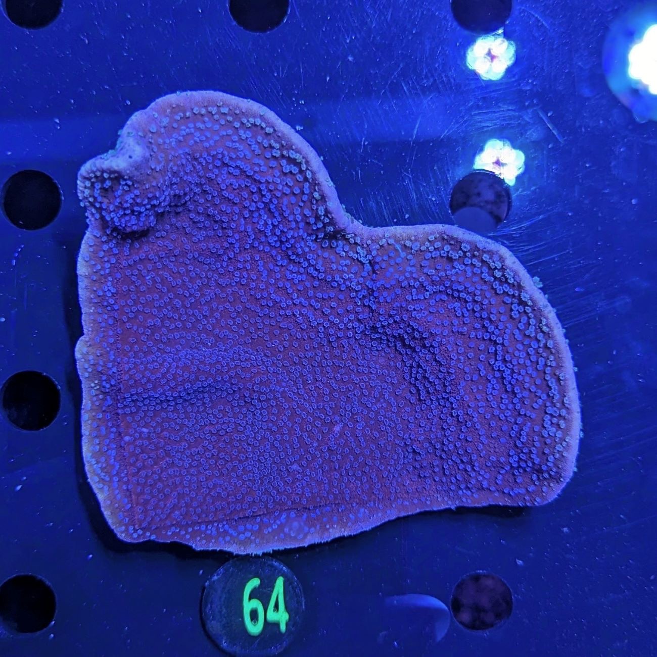 Montipora sp. - Kleinpolypige Steinkoralle Blaue Polypen Deutsche Nachzucht 0064