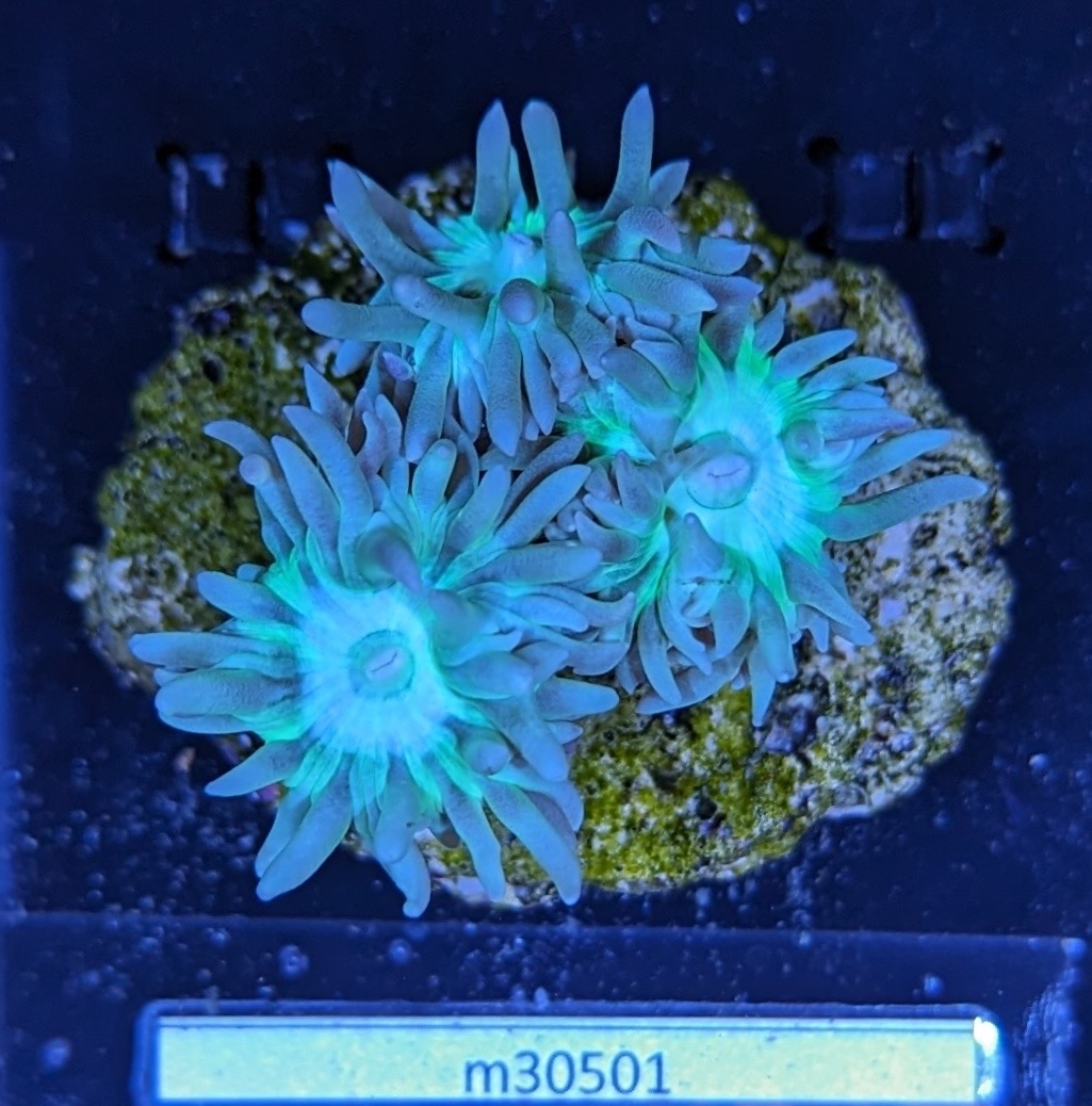 Duncanopsammia Axifuga - Bartkoralle blau/grün Deutsche Nachzucht 037