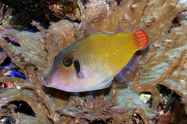 Pervagor janthinosoma - Blauer Rotschwanzfeilenfisch