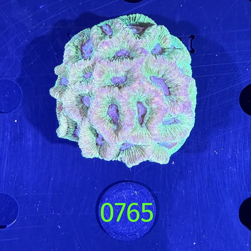 Goniastrea sp. WYSIWYG 0765