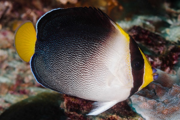 Chaetodontoplus Mesoleucus - Mond-Samtkaiserfisch