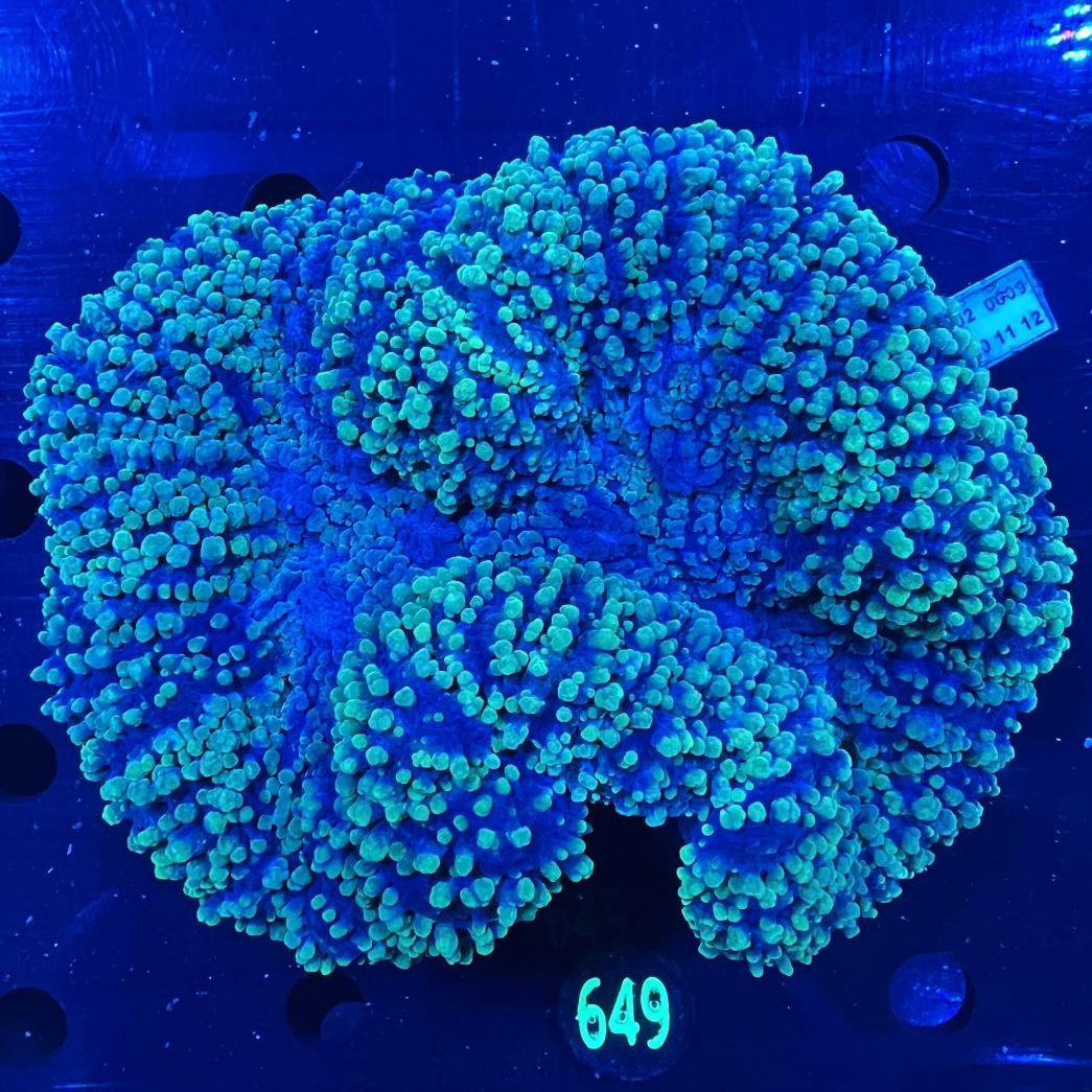 Lobophyllia sp. WYSIWYG 0649