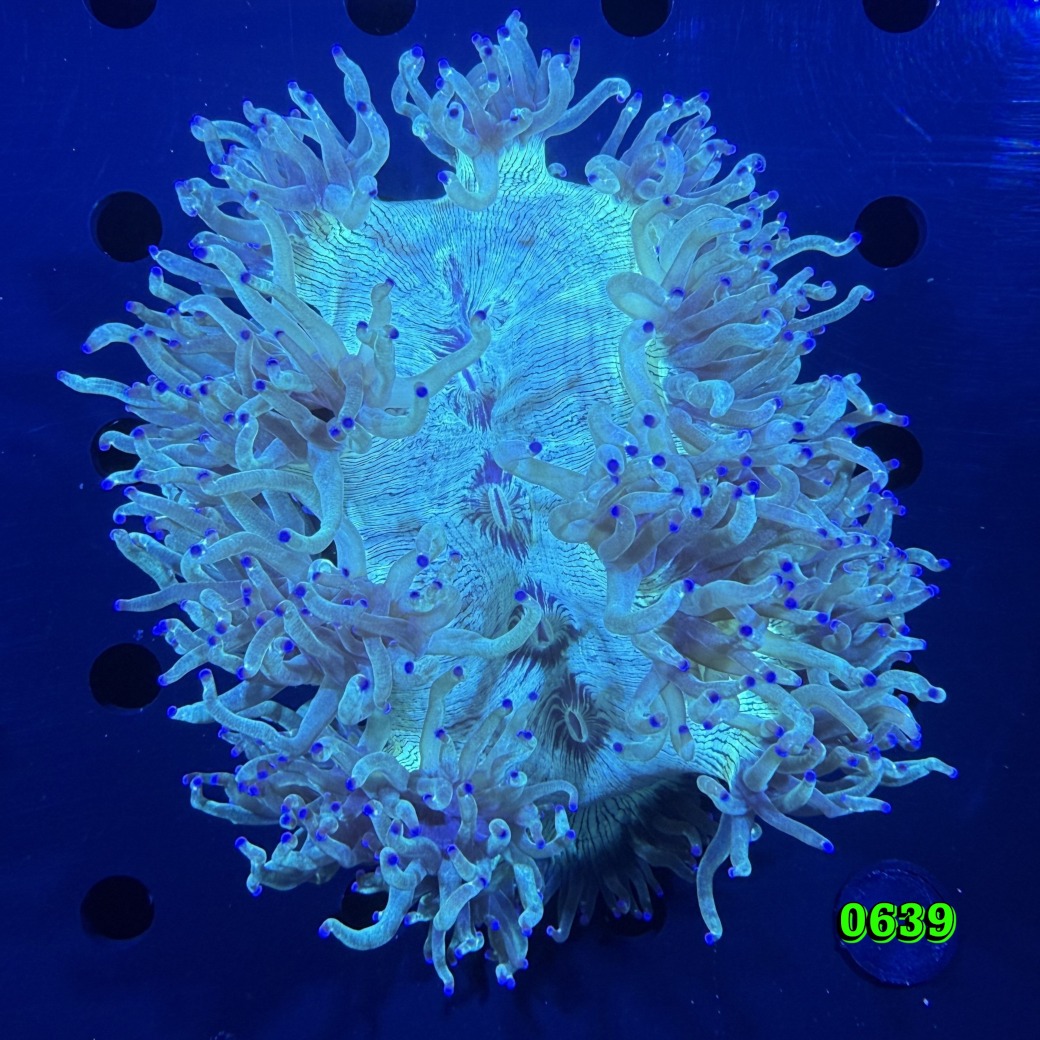Catalaphyllia jardinei WYSIWYG 0639