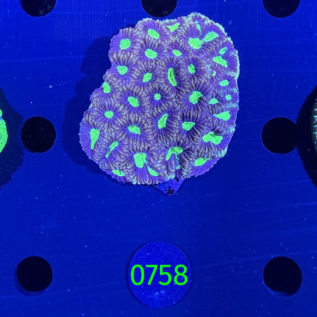 Favites sp. WYSIWYG 0758