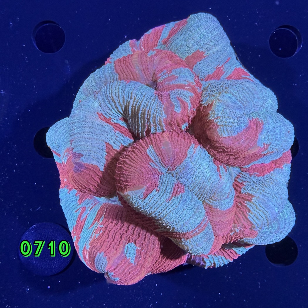 Trachyphyllia geoffroyi WYSIWYG 0710