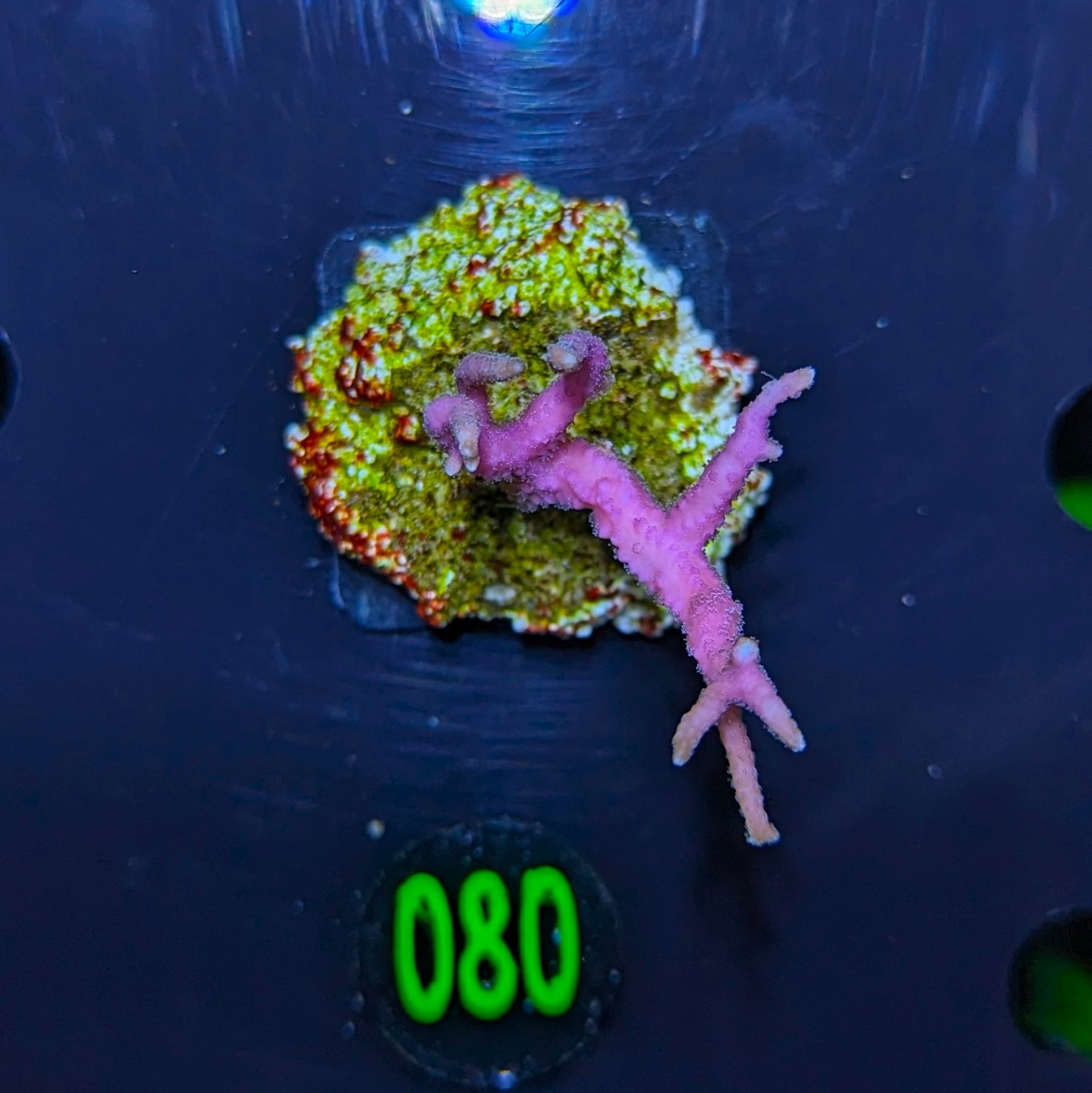Seriatopora hystrix - Dornenkronenkoralle pink Deutsche Nachzucht 0080