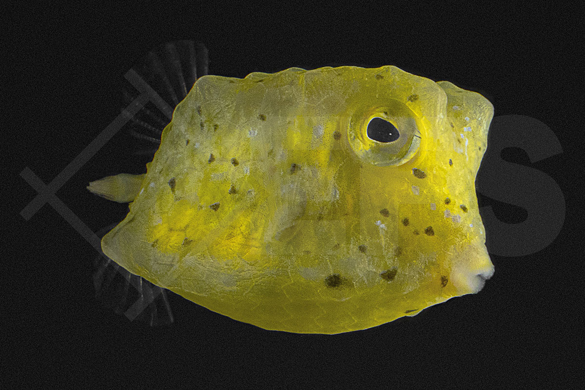 Lactoria cornuta - Gehörnter Kuhkofferfisch