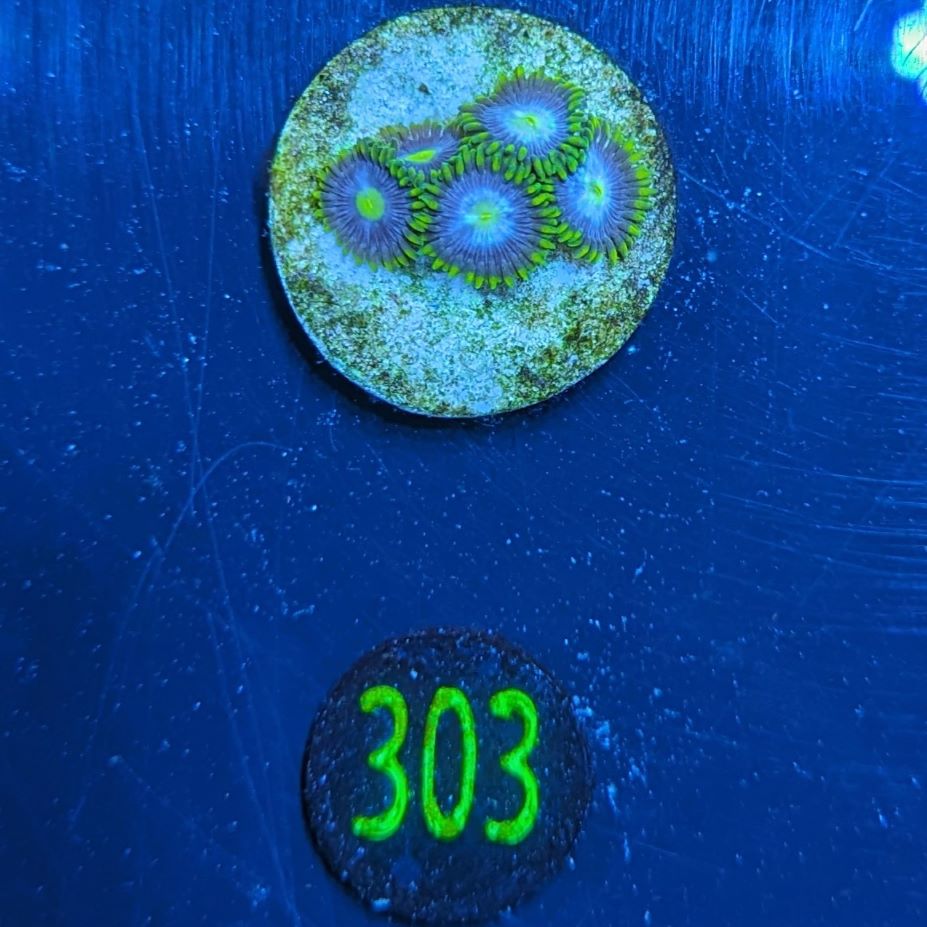 Zoanthus sp. - Krustenanemone gelb/blau PlanktonPlus Nachzucht 0303