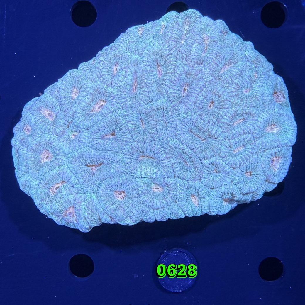 Favia sp. WYSIWYG 0628