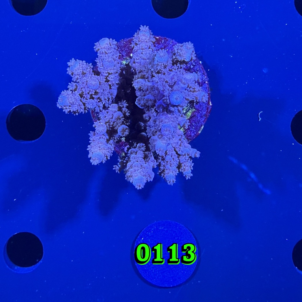 Acropora tenuis WYSIWYG 0113