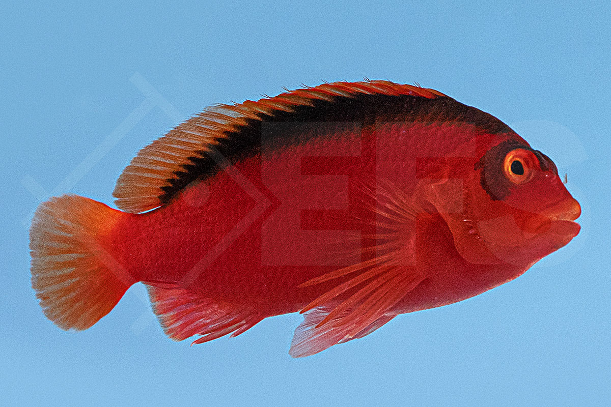 Neocirrhites armatus - Feuer-Korallenwächter PAAR