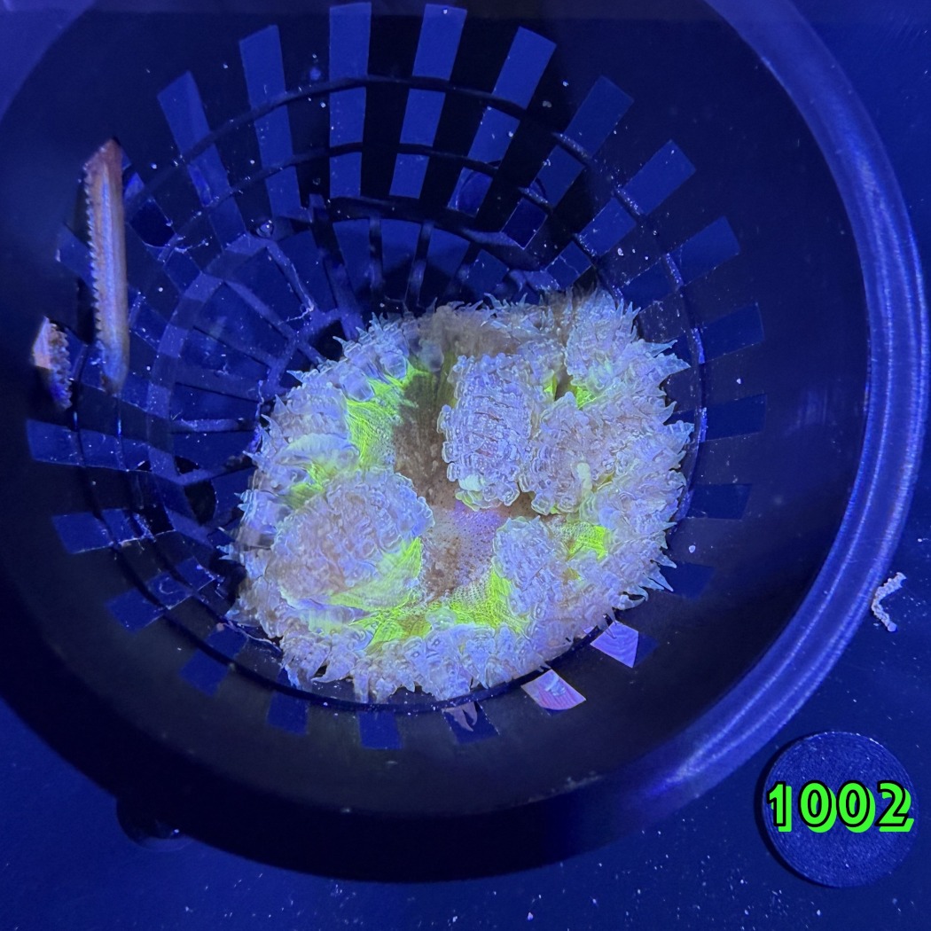 Phymanthus crucifer - Perlenanemone WYSIWYG 1002