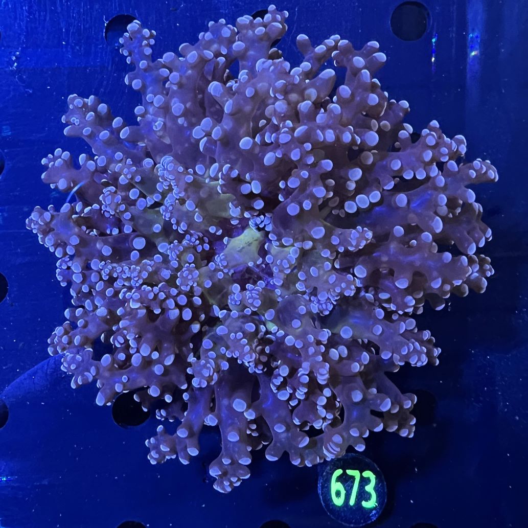 Euphyllia divisa WYSIWYG 0673