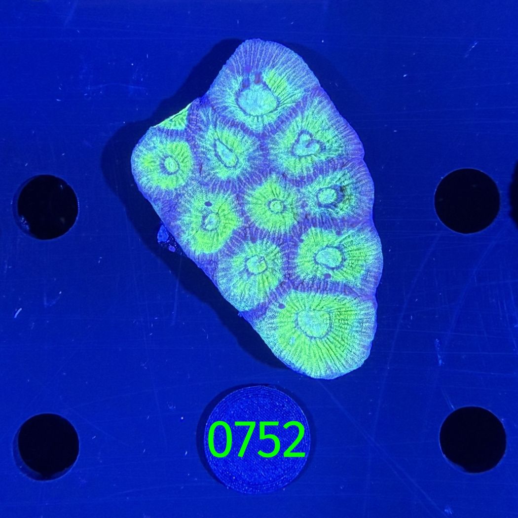 Goniastrea sp. WYSIWYG 0752