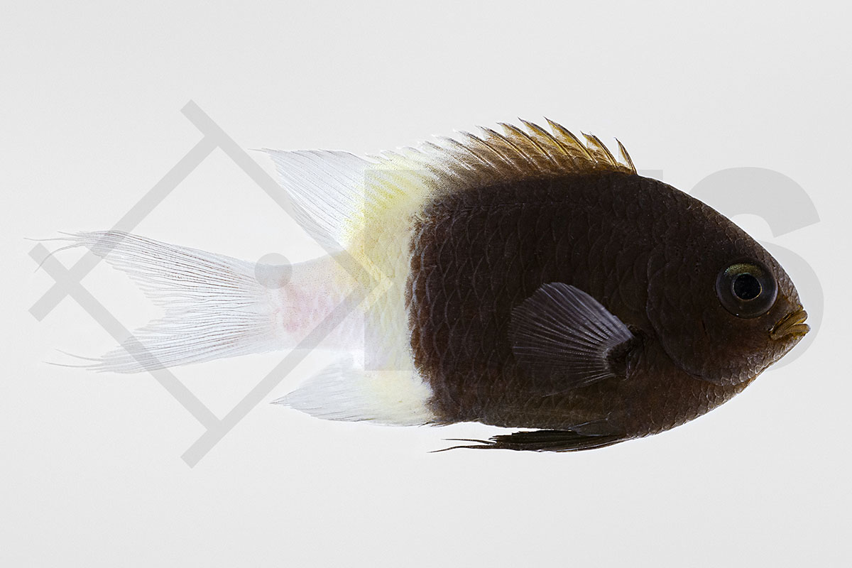 Chromis dimidiata - Zweifarben-Schwalbenschwanz