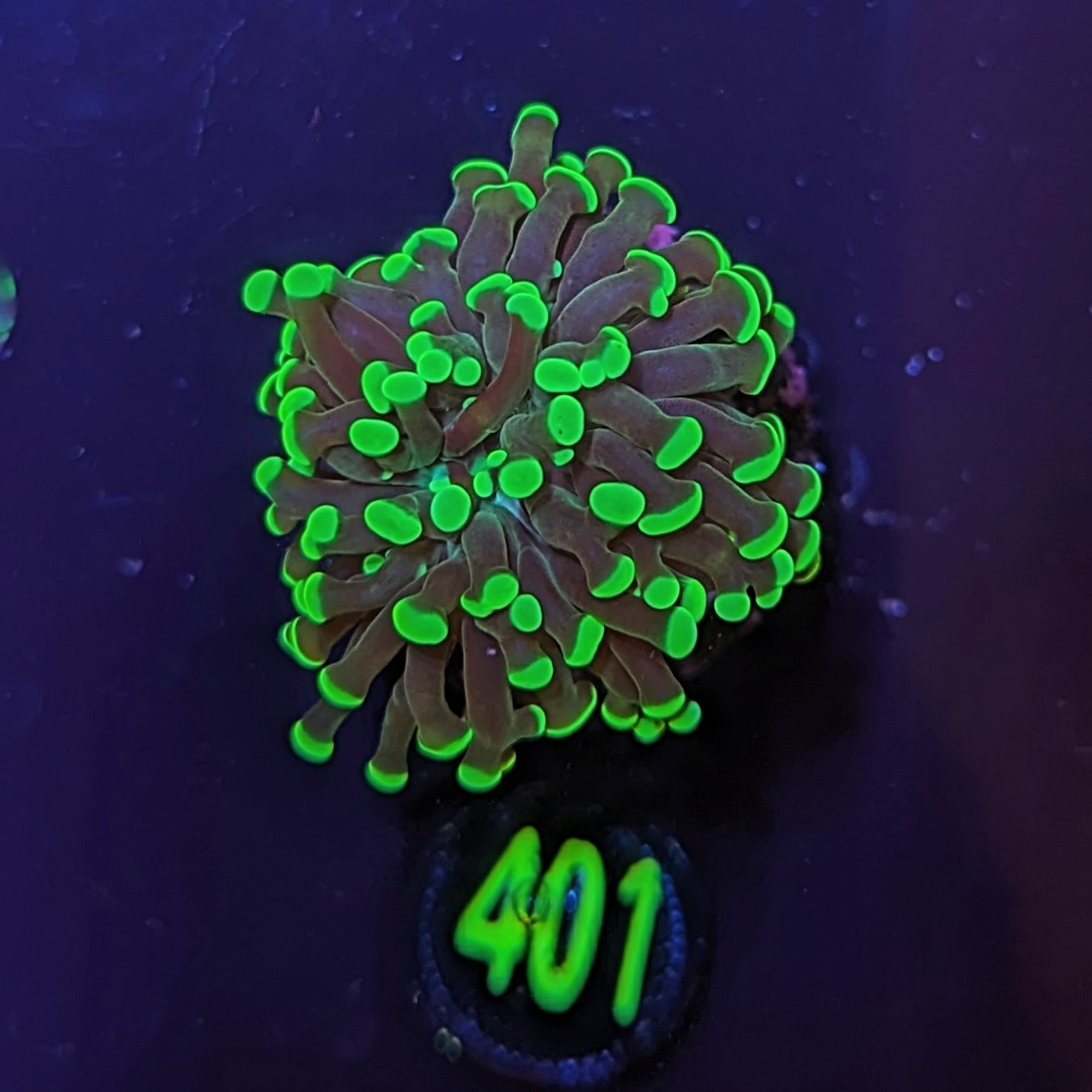 Euphyllia paraancora 1 Kopf "grün"  - Deutsche Nachzucht 0351