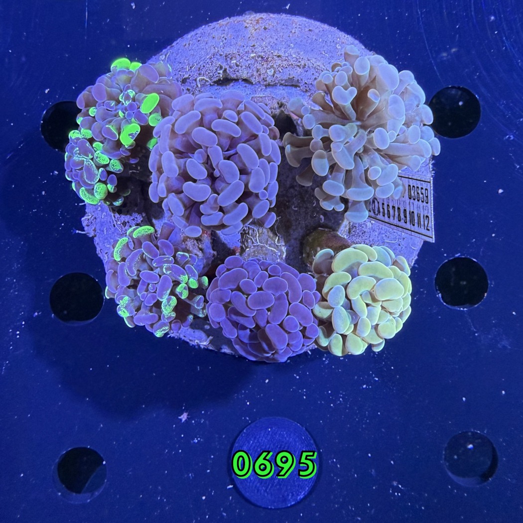 Euphyllia paraancora Kolonie WYSIWYG 0695
