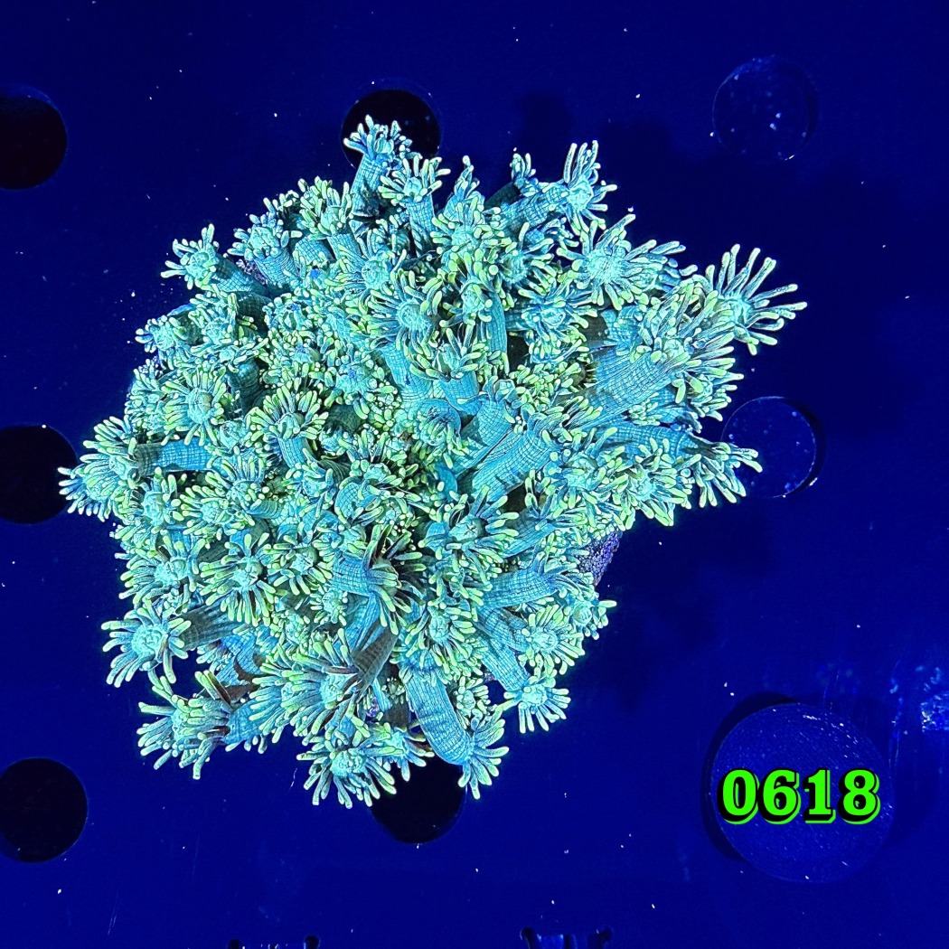 Goniopora sp. WYSIWYG 0618