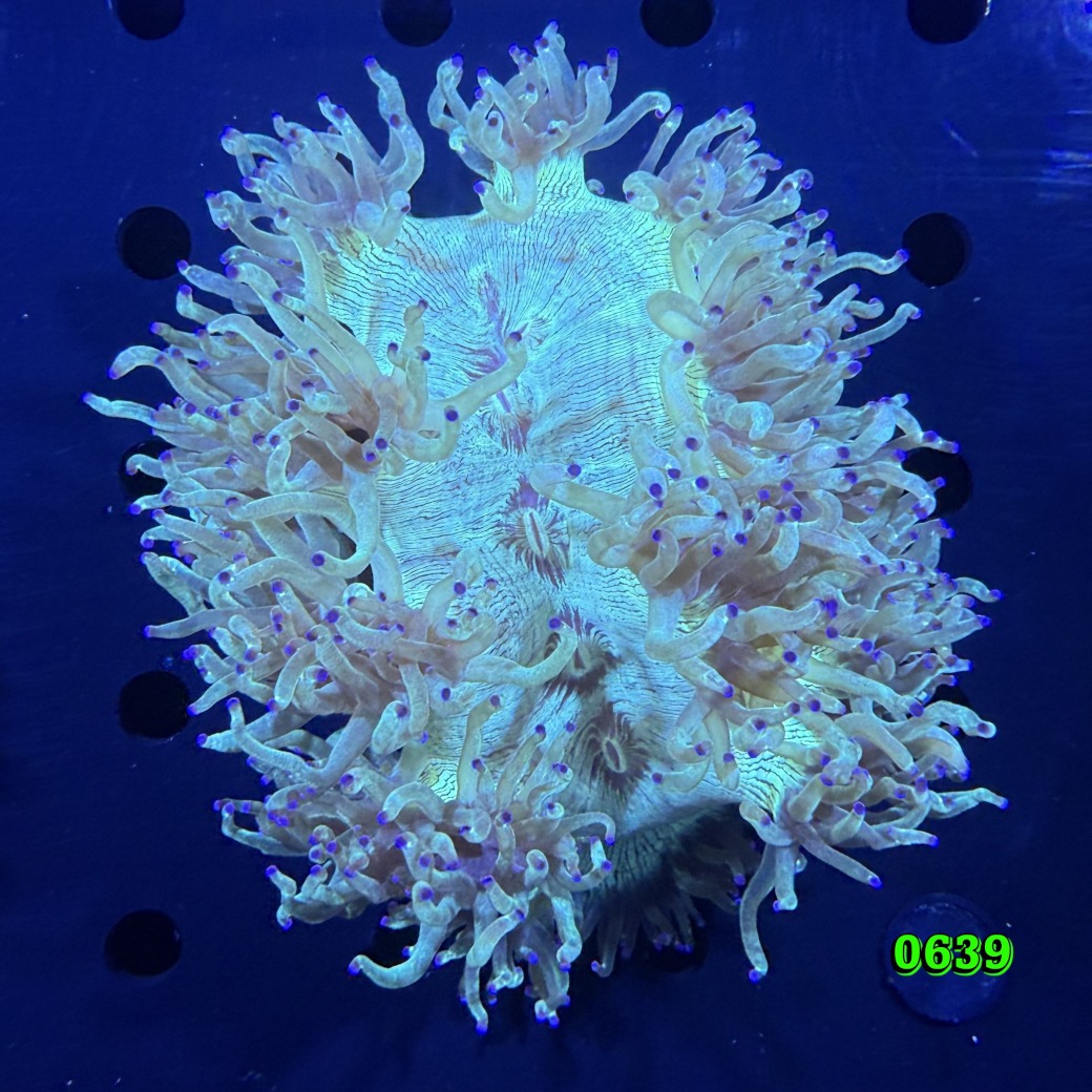 Catalaphyllia jardinei WYSIWYG 0639