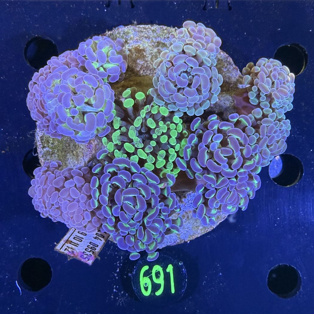 Euphyllia paraancora Kolonie WYSIWYG 0691