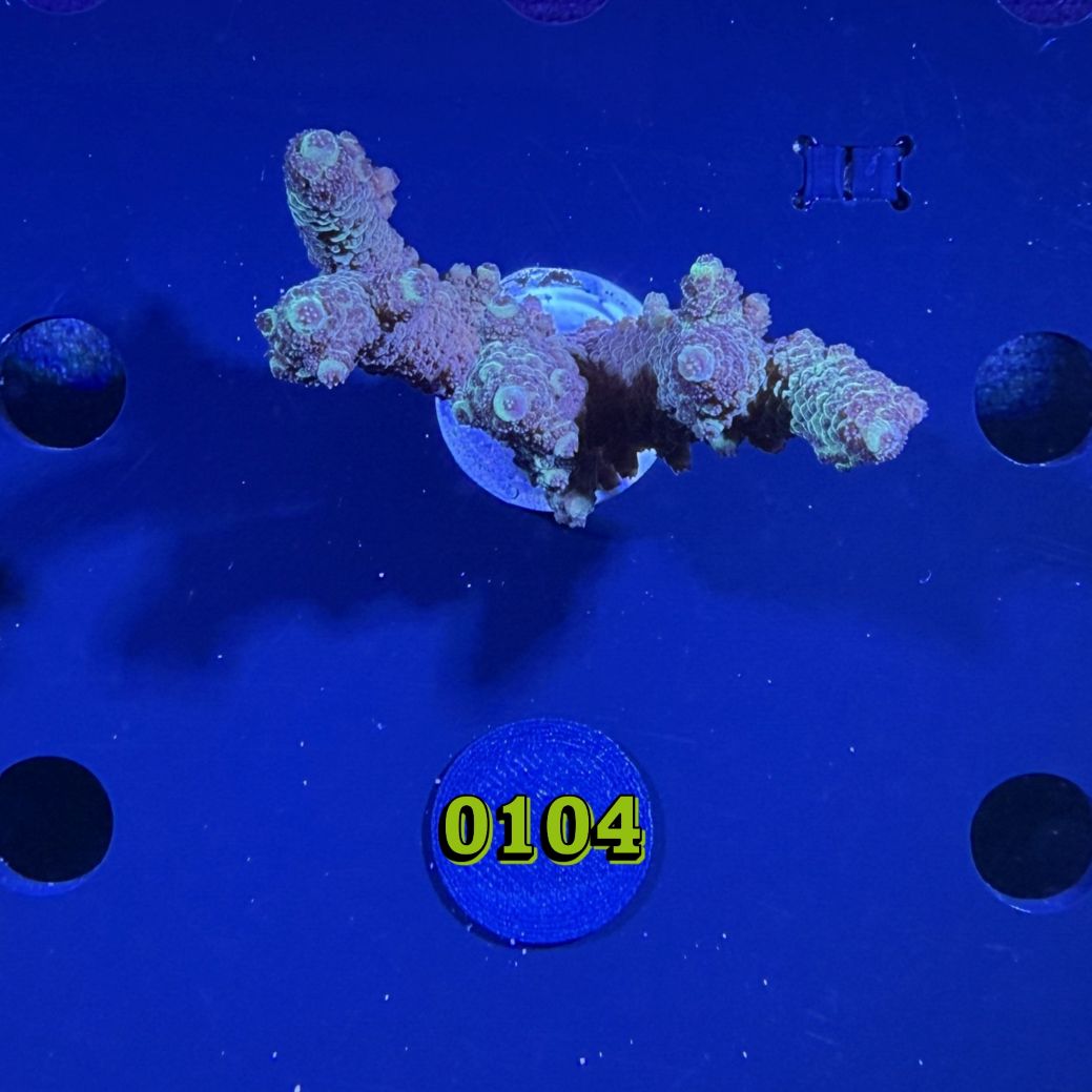Acropora sp. WYSIWYG 0104