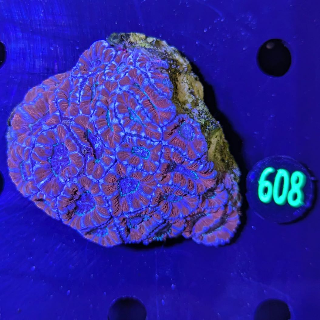 Acanthastrea lordhowensis WYSIWYG 0608