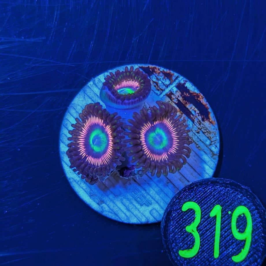 Zoanthus sp. - Krustenanemone Lord of the Ring PlanktonPlus Nachzucht 0319