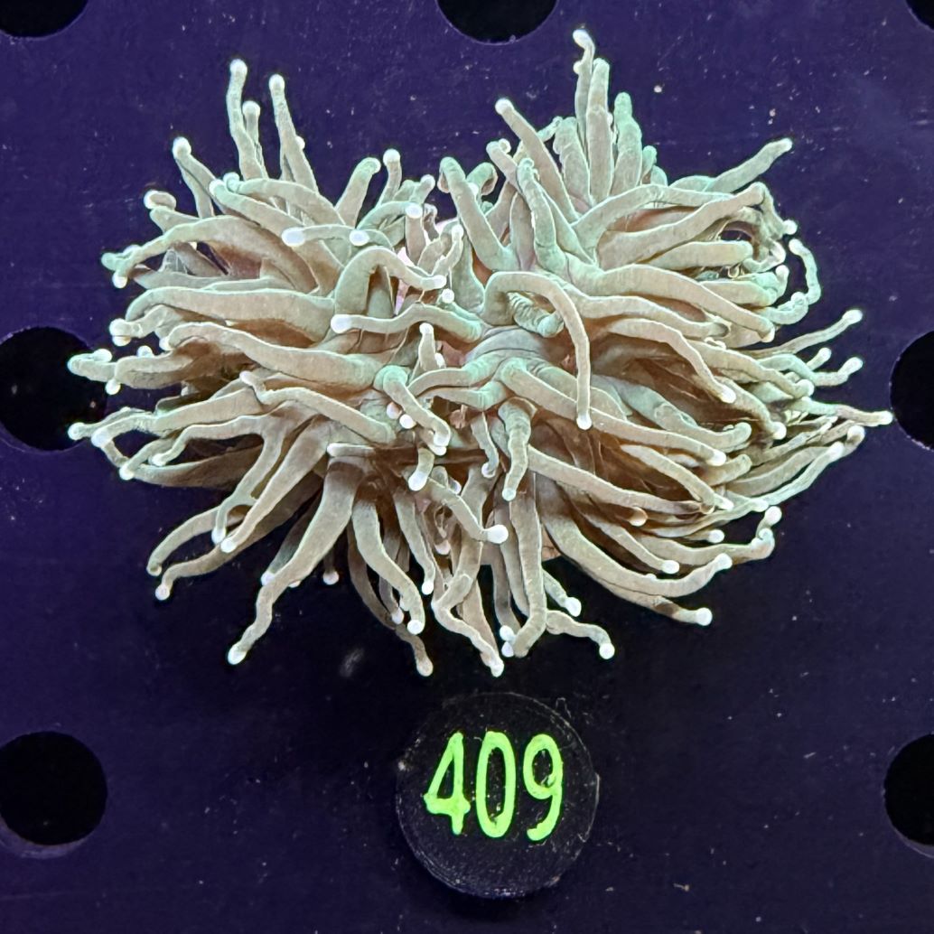 Euphyllia glabrescens - Fackelkoralle Torch 0409