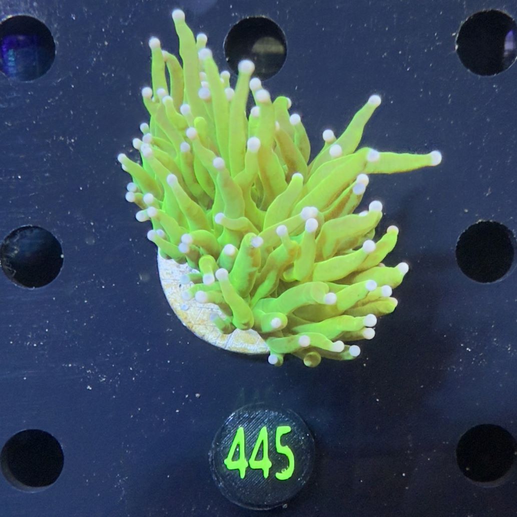 Euphyllia glabrescens WYSIWYG 0445