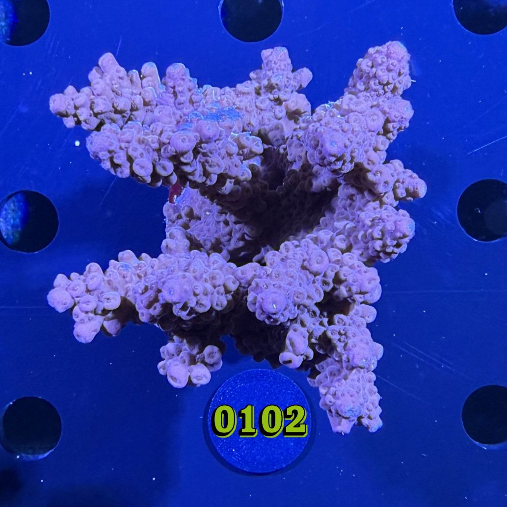 Acropora sp. WYSIWYG 0102