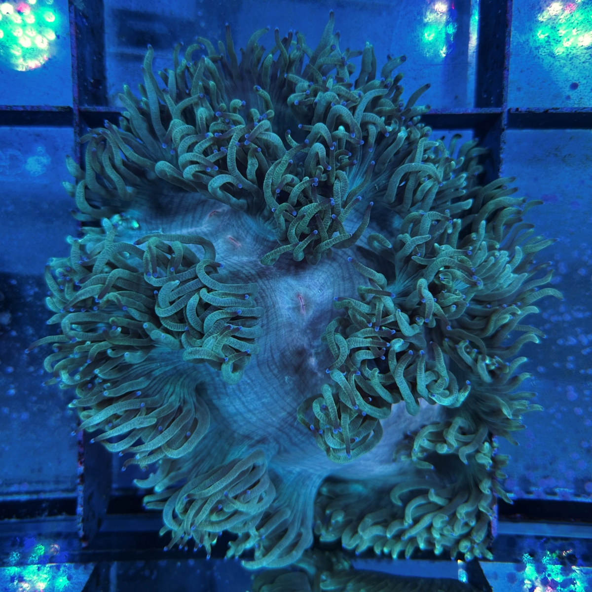 Catalaphyllia jardinei WYSIWYG 0635