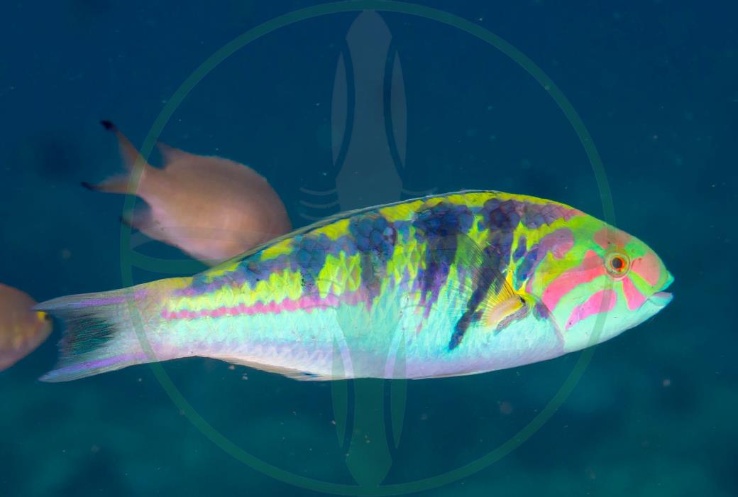 Thalassoma hardwicke - Hardwicks Lippfisch