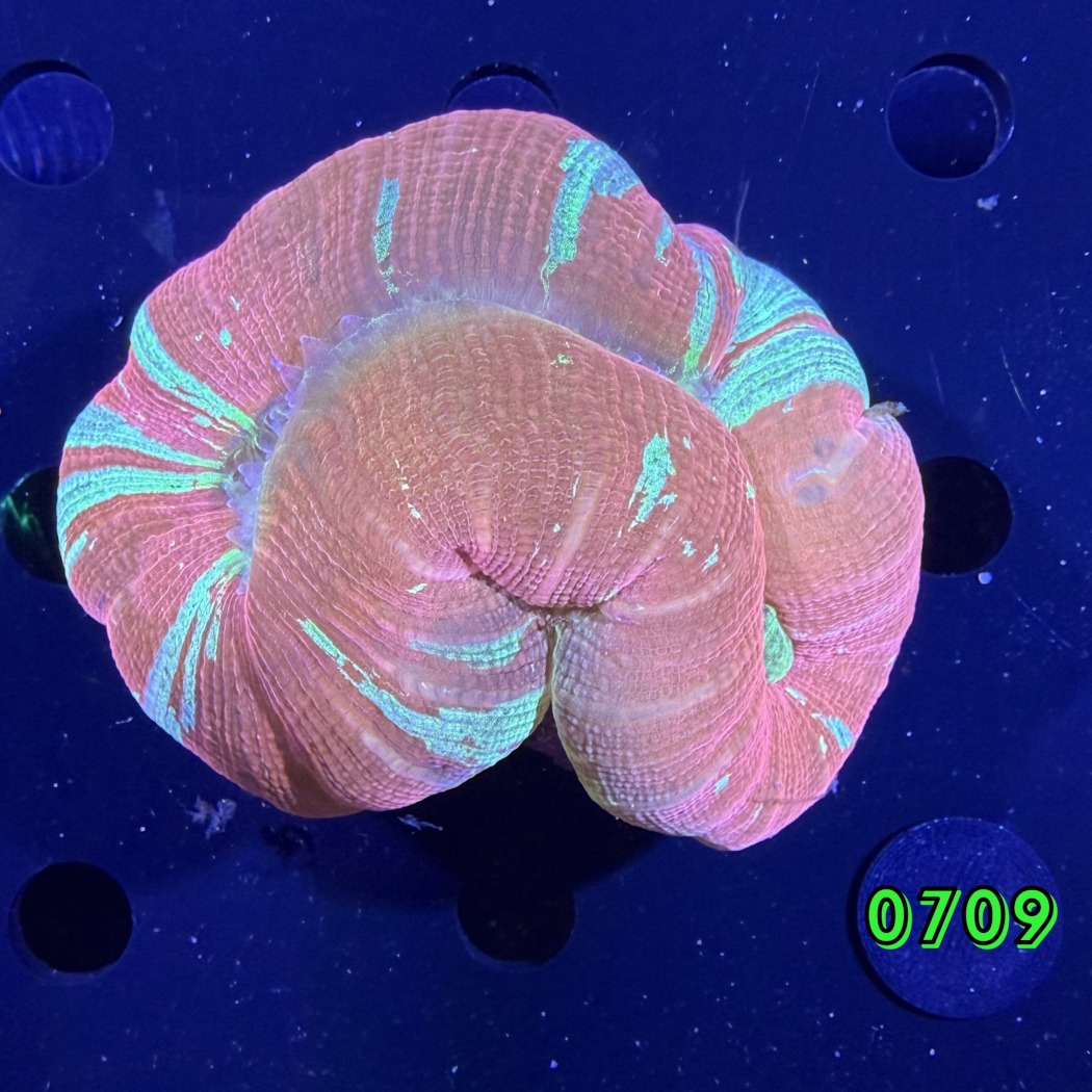 Trachyphyllia geoffroyi WYSIWYG 0709