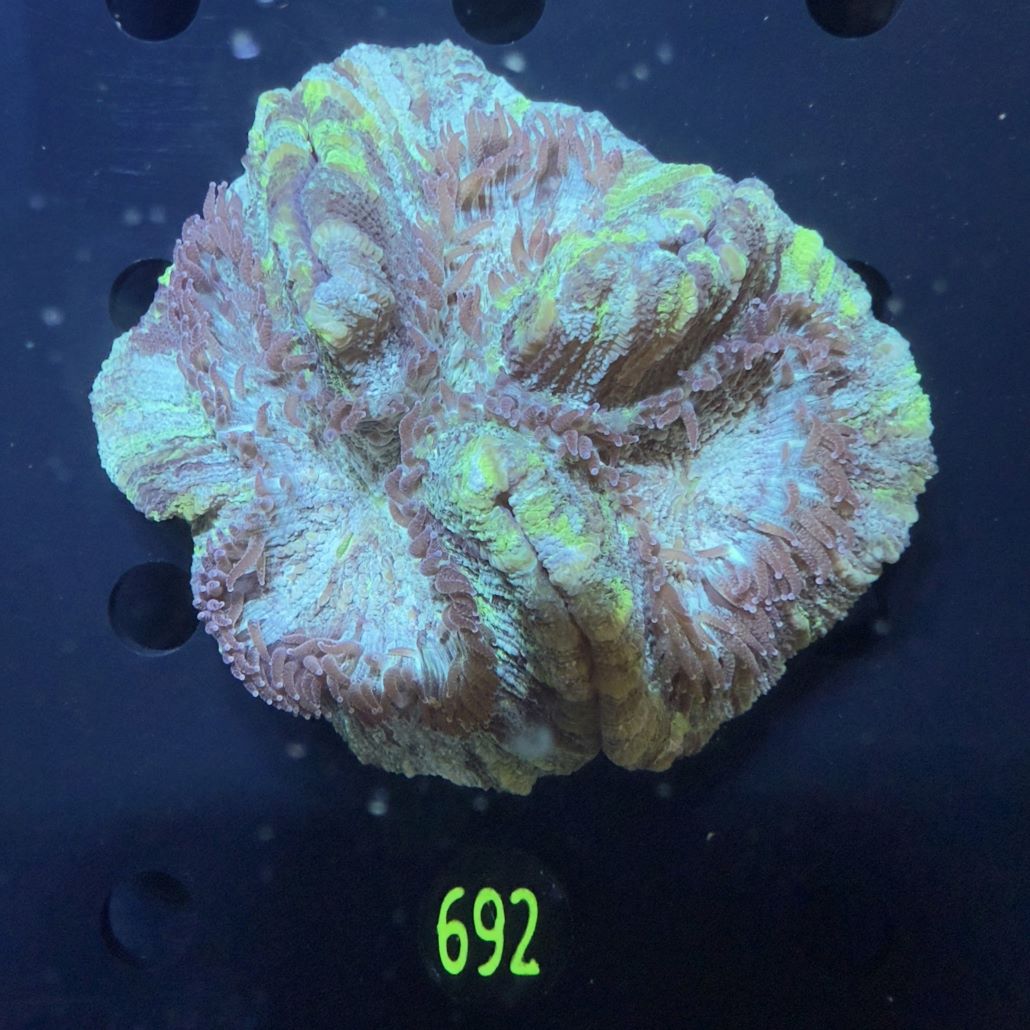 Trachyphyllia geoffroyi WYSIWYG 0692