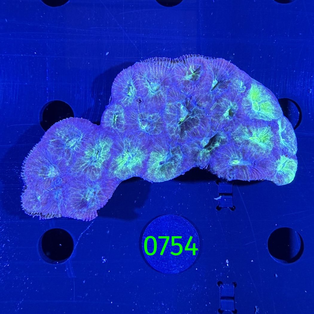 Goniastrea sp. WYSIWYG 0754